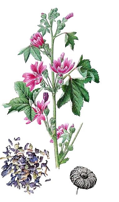 Mauve sauvage de Mauritanie